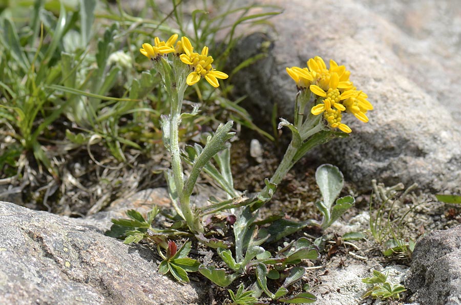 Jacobaea carniolica (= Senecio incanus subsp. carniolicus) /Senecione de